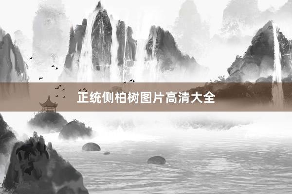 正统侧柏树图片高清大全